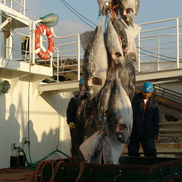 延縄漁法で漁獲した天然マグロ