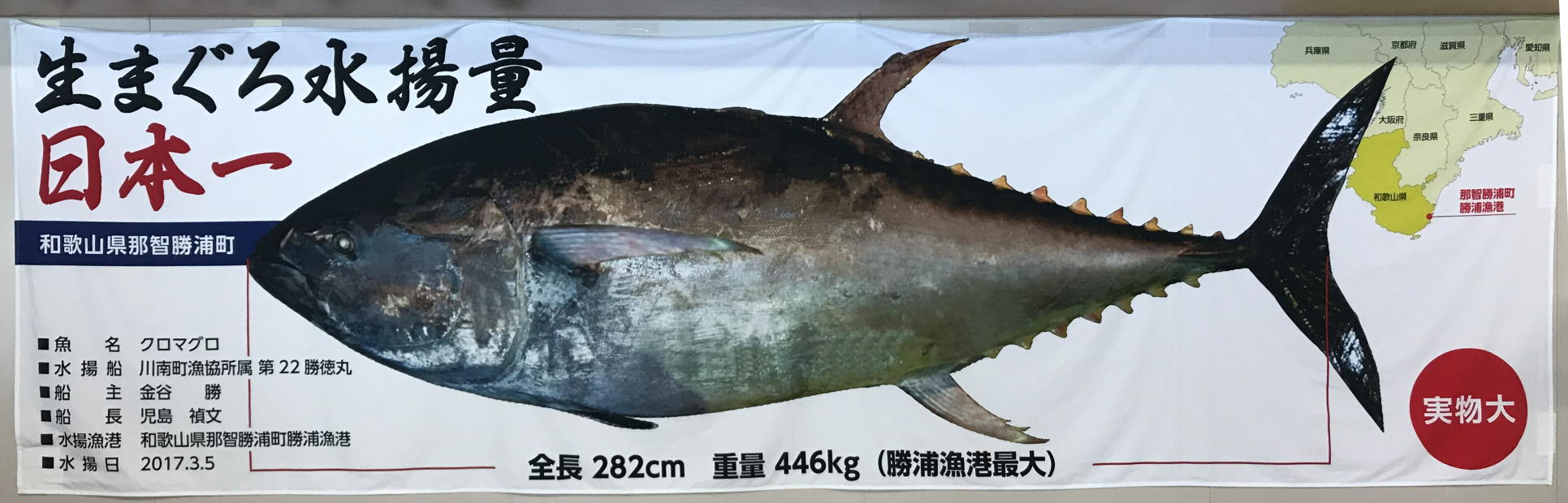 静岡・天然マグロのお取り寄せならBest Tuna M＆M｜まぐろと焼津漁港の歴史とは？高級天然まぐろと養殖は違う？